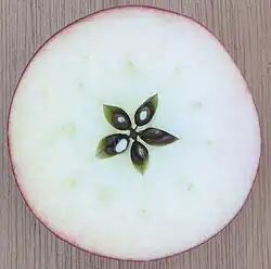 The gynoecium of an apple contains five carpels, arranged in a five-pointed star