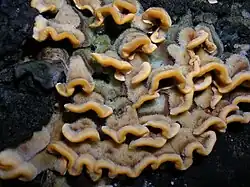 Stereum hirsutum - false turkey tail