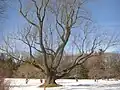 Ash tree beyond the perennial garden, by the hayfields, in winter.