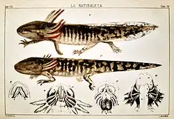 Study of Axolotl, 1879
