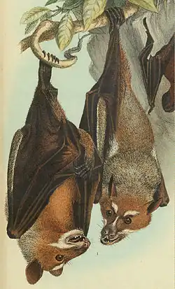 Drawing of brown bats