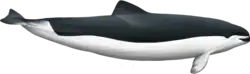 Subadult female spectacled porpoise
