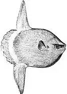 Ocean sunfish