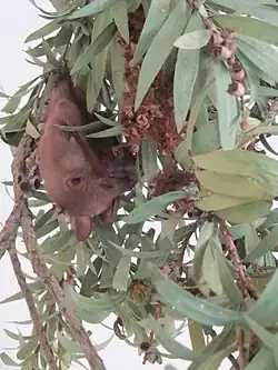 Brown bat
