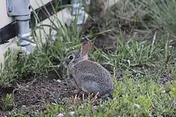 Photo of a small cottontail rabbit among grasses