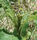 Last instar larva on a flower of Triosteum perfoliatum