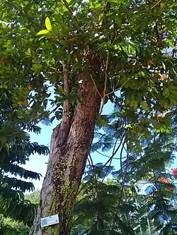 Bole of a large specimen