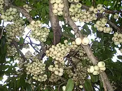 Fruit showing ramiiflory