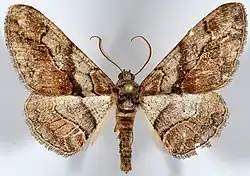 Photograph of a pinned specimen of Mericisca gracea