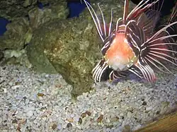 Clearfin lionfish (Pterois radiata) at the aquarium.