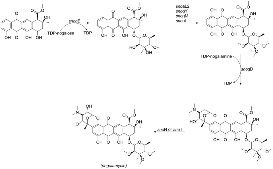 The final tailoring steps involved in the biosynthesis of nogalamycin.