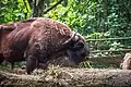European bison