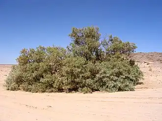 Tamarisk tree, used for shade