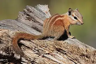 Brown chipmunk