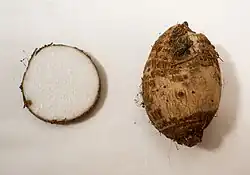 Corm (cross section)