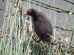 Chick, 1–2 weeks old