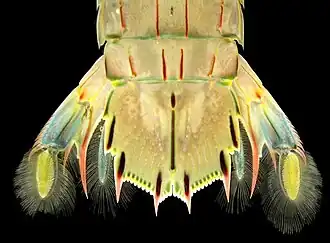 Close-up of the telson and uropods