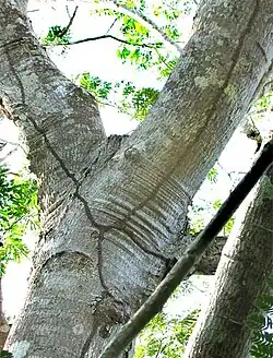 Photo taken upwards from ground level of shelter tubes going up the shaded side of a tree. Where the main trunk of the tree divides into separate major branches, the shelter tube also branches. Although the nests are not visible in this photo, the branches of the shelter tube presumably lead up to polycalic sister colonies of the arboreal termites that built these tubes.