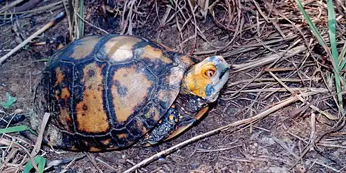 Mexican box turtle (Terrapene mexicana), southern Tamaulipas (30 May 2005).