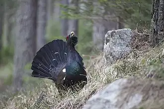 A western capercaillie in the reserve