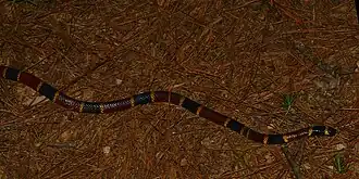 Texas coral snake (Micrurus tener) in Houston County