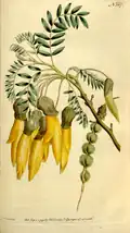 Botanical Magazine vol. 5: t. 167 (1792) S.T. Edwards