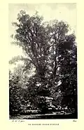 Magdalen College elm in leaf (1899)[22][23]
