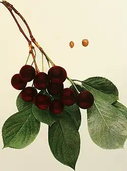 Twig with leaves and fruits