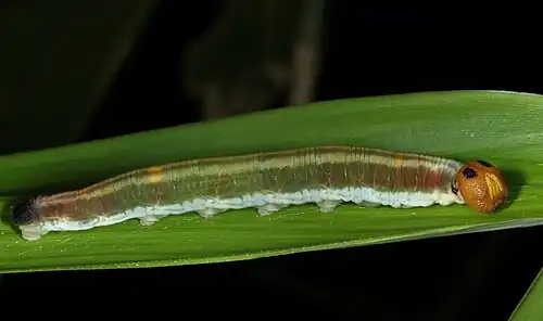 Larva (lateral view)