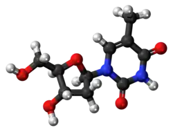 Ball-and-stick model of the thymidine molecule