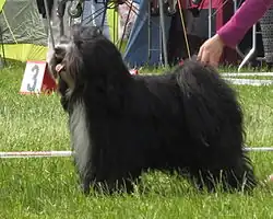 Tibetan_terrier_Moletai_May_2014