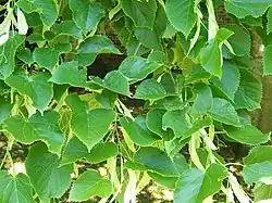 Tilia henryana