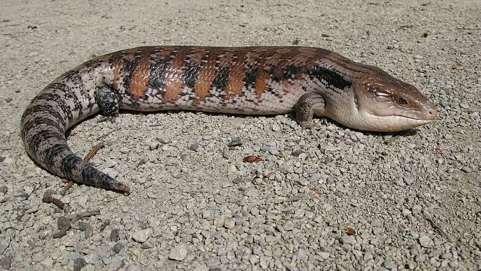 Northern blue-tongued skink