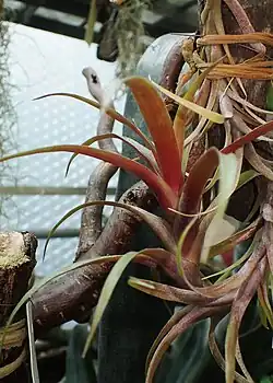 Tillandsia carnosa