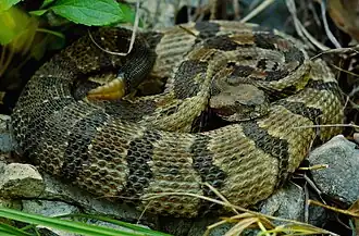 Timber rattlesnakes, in situ