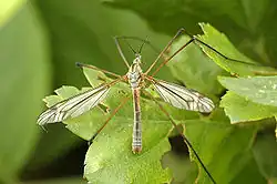 The Tipulinae insect standing on some leaves, in what seems to be a tree or a bush.