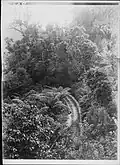 Nihotupu Tramline, 1919