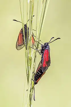 mating