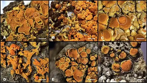 Series of six close-up images showing variations of orange lichen with circular, raised fruiting bodies on rocky surfaces.