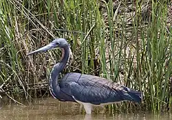 Tricolored heron (Egretta tricolor)