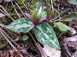 Relict trillium (Trillium reliquum) an endangered species