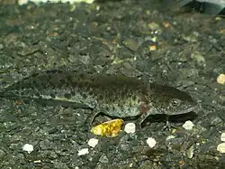 A dark-coloured larva with all limbs developed but gills still apparent