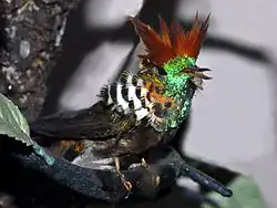 Museum specimen of Lophornis magnificus