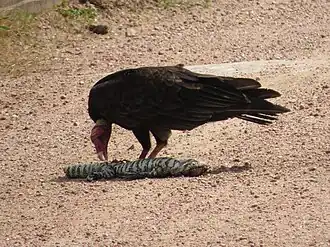 Tropical turkey vulture (C. a. ruficollis) eating an Argentine black and white tegu.