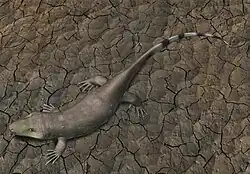 Tseajaia, a diadectomorph