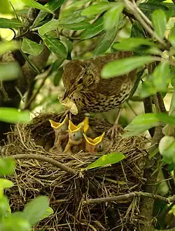 A brown spotted bird standing on the rim of a nest with food for four chicks seen with open gapes