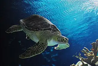 Sea turtle