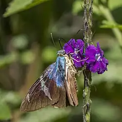 A. f. azul, Costa Rica