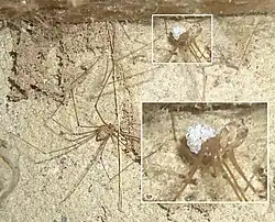 Two Crossopriza lyoni. The bottom one is male. The female is clutching her egg bundle (magnified).