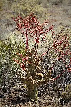 Inflorescences are borne in late spring to mid-summer just as the plant sheds its leaves.